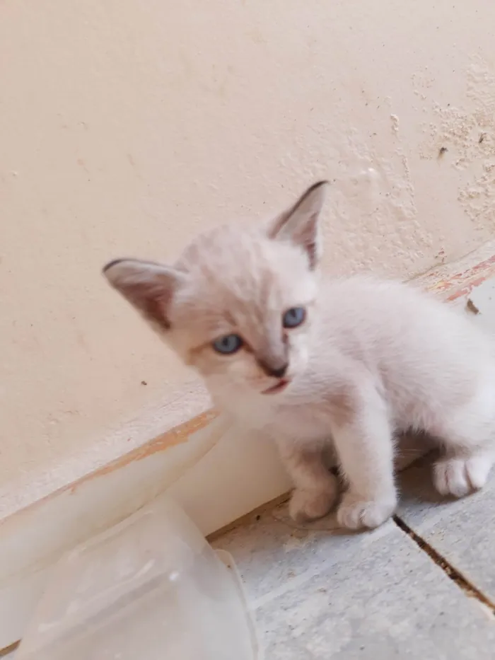 Gato ra a  idade Abaixo de 2 meses nome Filhotes de Chica