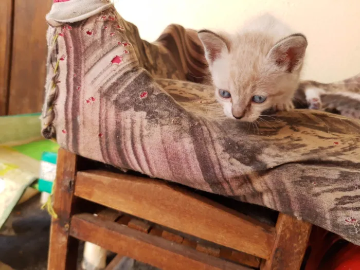 Gato ra a  idade Abaixo de 2 meses nome Filhotes de Chica