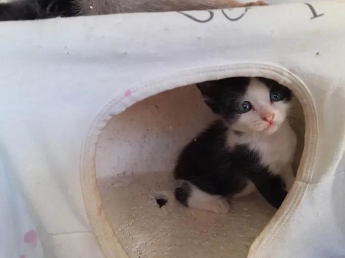 Gato ra a  idade Abaixo de 2 meses nome Filhotes de Chica
