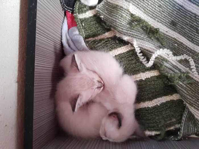 Gato ra a  idade Abaixo de 2 meses nome Filhotes de Chica