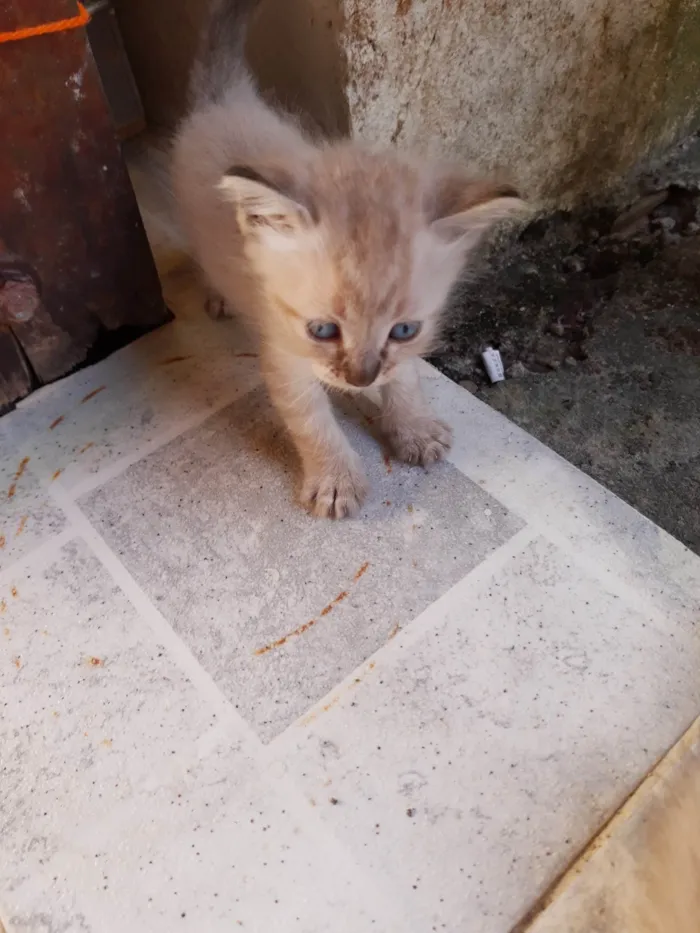 Gato ra a  idade Abaixo de 2 meses nome Filhotes de Chica