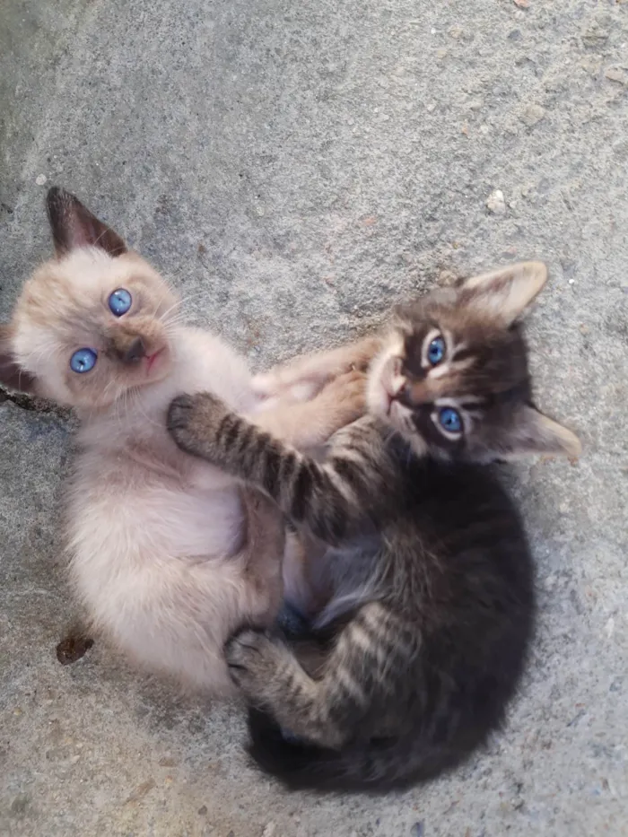 Gato ra a  idade Abaixo de 2 meses nome Filhotes de Chica