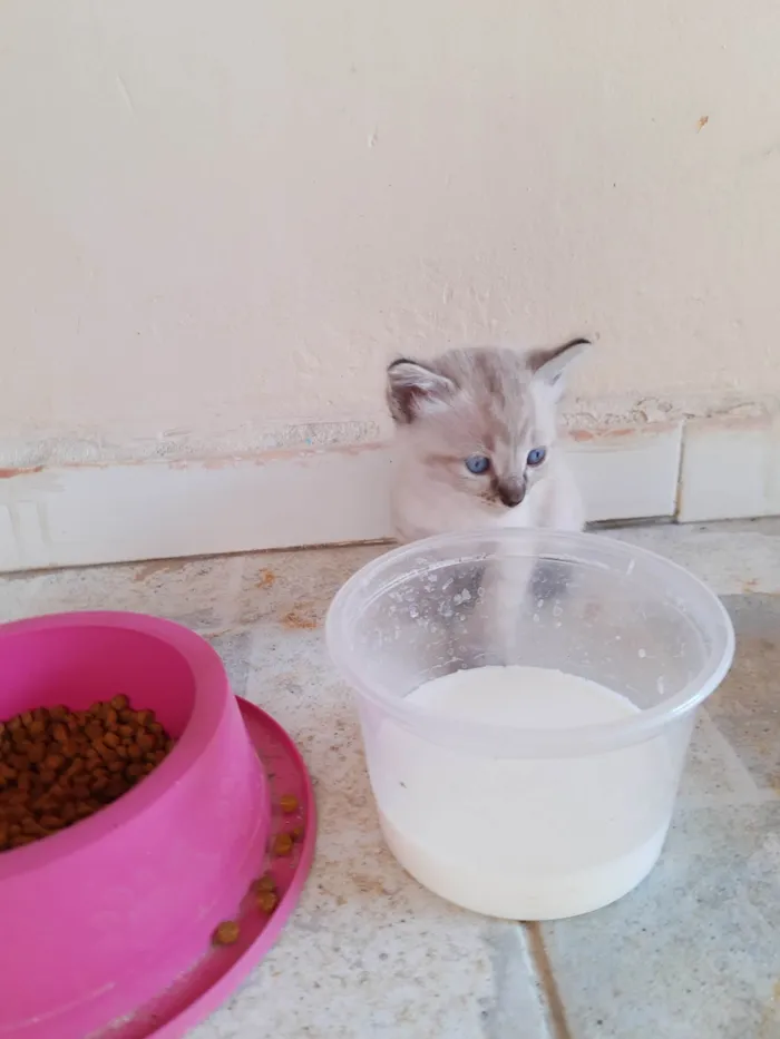 Gato ra a  idade Abaixo de 2 meses nome Filhotes de Chica