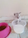 Filhotes de Chica