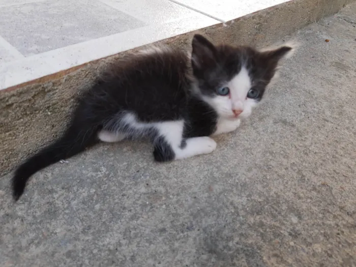 Gato ra a  idade Abaixo de 2 meses nome Filhotes de Chica