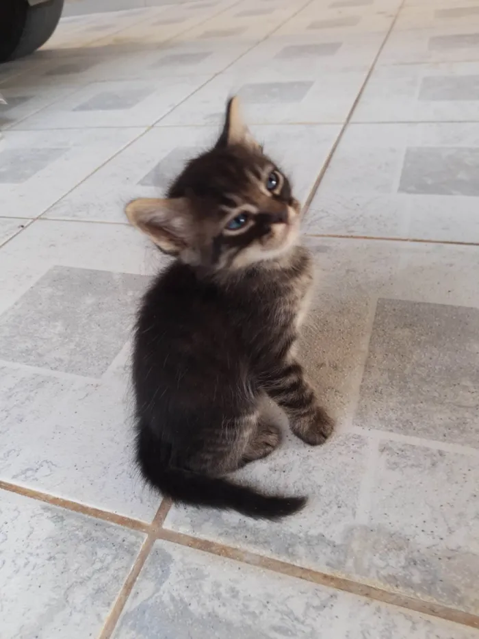Gato ra a  idade Abaixo de 2 meses nome Filhotes de Chica
