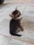 Filhotes de Chica