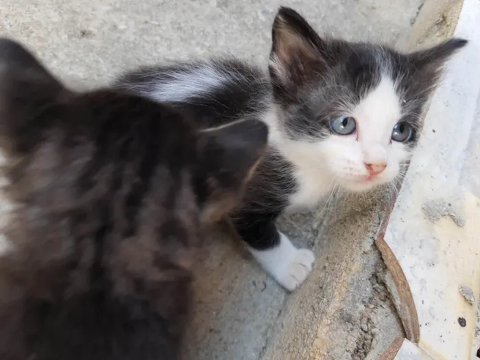 Gato ra a  idade Abaixo de 2 meses nome Filhotes de Chica