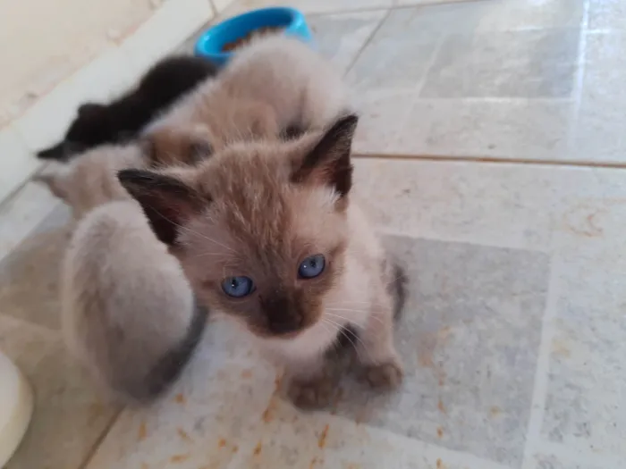 Gato ra a  idade Abaixo de 2 meses nome Filhotes de Chica