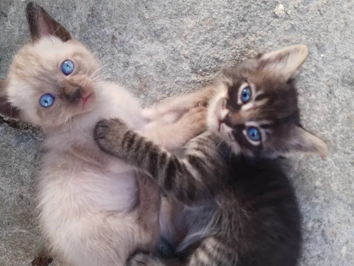 Gato ra a  idade Abaixo de 2 meses nome Filhotes de Chica