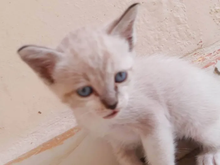 Gato ra a  idade Abaixo de 2 meses nome Filhotes de Chica