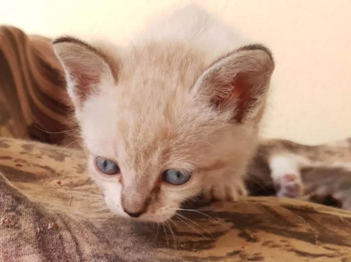 Gato ra a  idade Abaixo de 2 meses nome Filhotes de Chica