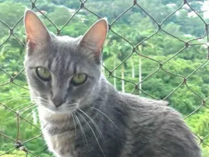 Gato raça Srd idade 2 anos nome ADELLY 
