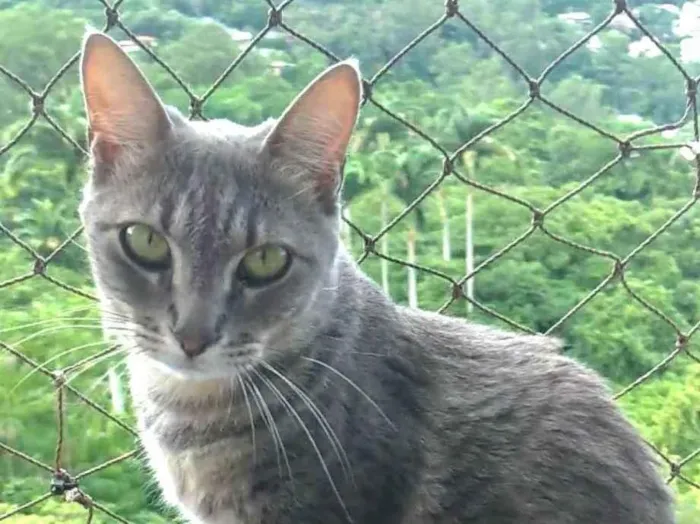 Gato ra a Srd idade 2 anos nome ADELLY 