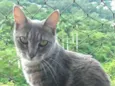 ADELLY