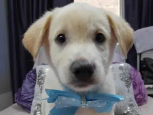 Cachorro raça Srd idade 2 a 6 meses nome Perola e Bolt