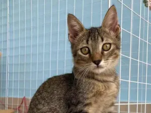 Gato raça Srd idade 2 a 6 meses nome Romeo