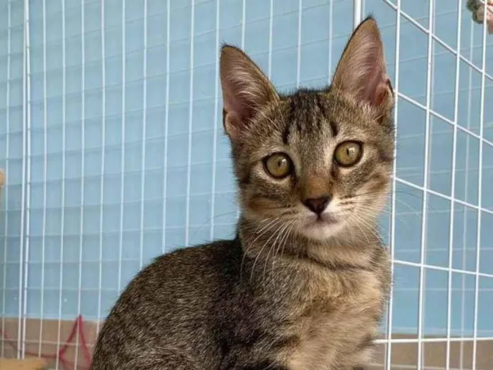 Gato raça Srd idade 2 a 6 meses nome Romeo