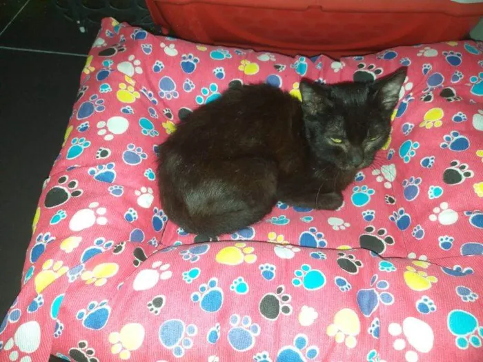 Gato raça SRD-ViraLata idade 2 a 6 meses nome Midnight