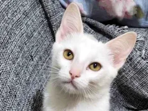 Gato raça SRD-ViraLata idade 2 a 6 meses nome CLARA BELA