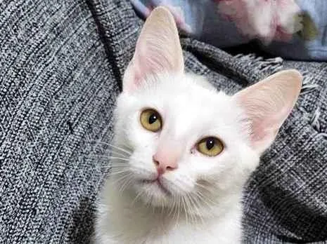 Gato raça SRD-ViraLata idade 2 a 6 meses nome CLARA BELA
