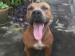 Cachorro raça Pitbull idade 1 ano nome Sasha