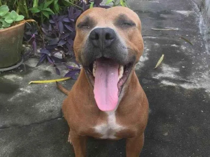 Cachorro ra a Pitbull idade 1 ano nome Sasha