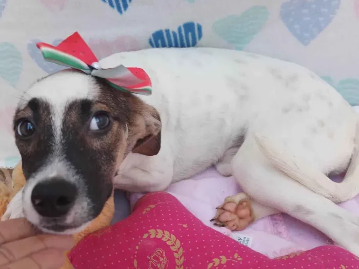 Cachorro raça SRD-ViraLata idade 2 a 6 meses nome Junu