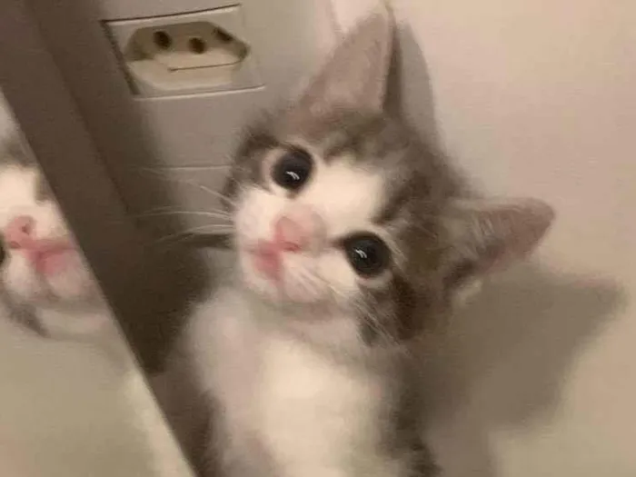 Gato ra a SRD-ViraLata idade 2 a 6 meses nome ..