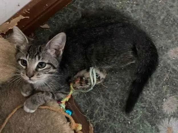 Gato raça SRD-ViraLata idade 2 a 6 meses nome Elijah