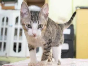 Gato raça SRD-ViraLata idade 2 a 6 meses nome Abu