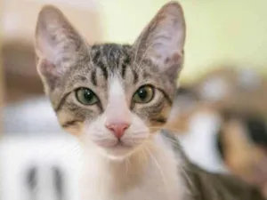 Gato raça SRD-ViraLata idade 2 a 6 meses nome Aladdin
