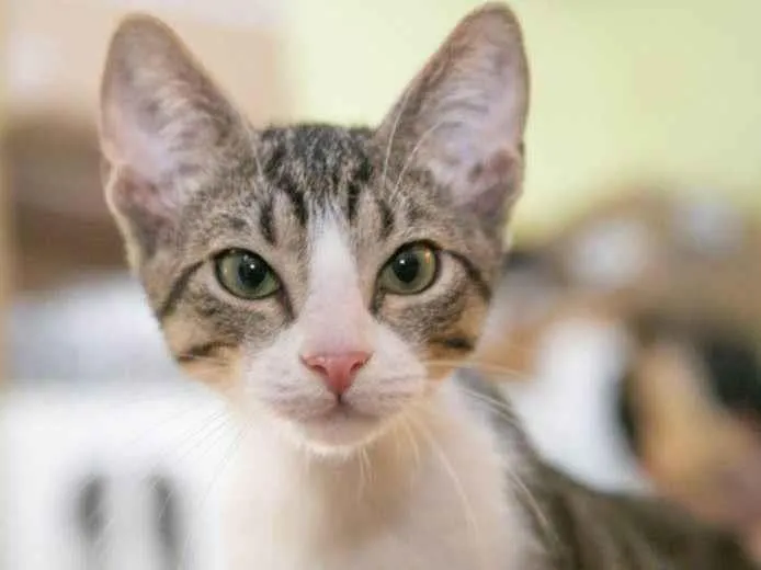 Gato raça SRD-ViraLata idade 2 a 6 meses nome Aladdin