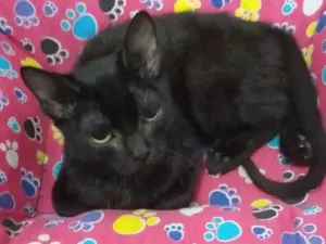 Gato raça SRD-ViraLata idade 2 a 6 meses nome Midnight