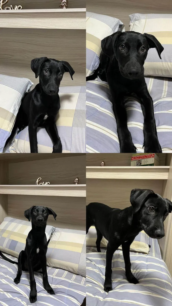 Cachorro ra a SRD-ViraLata idade 2 a 6 meses nome Jade