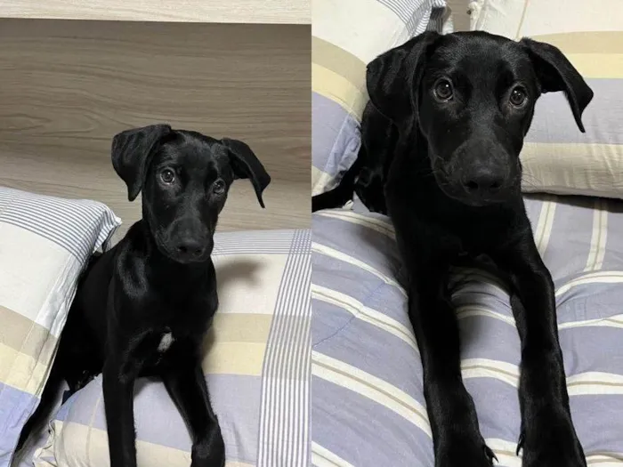 Cachorro ra a SRD-ViraLata idade 2 a 6 meses nome Jade