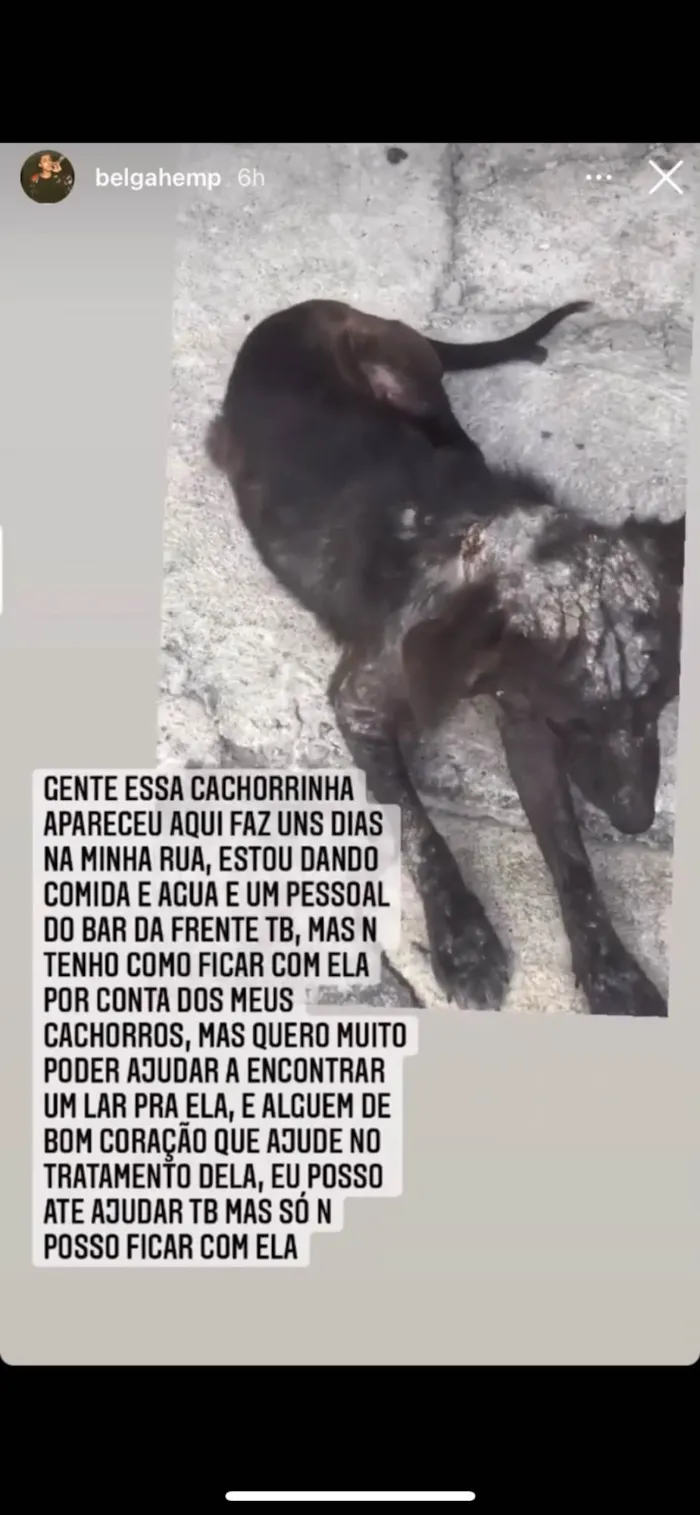 Cachorro ra a SRD-ViraLata idade  nome Judith