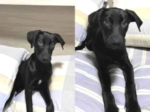 Cachorro raça SRD-ViraLata idade 2 a 6 meses nome Jade