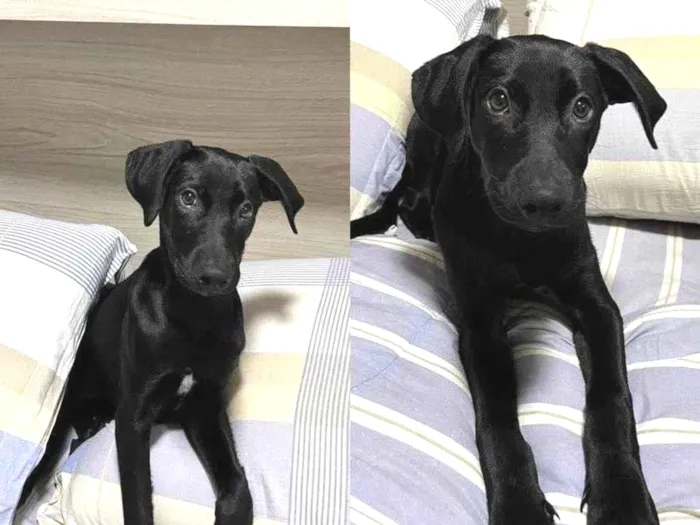 Cachorro ra a SRD-ViraLata idade 2 a 6 meses nome Jade