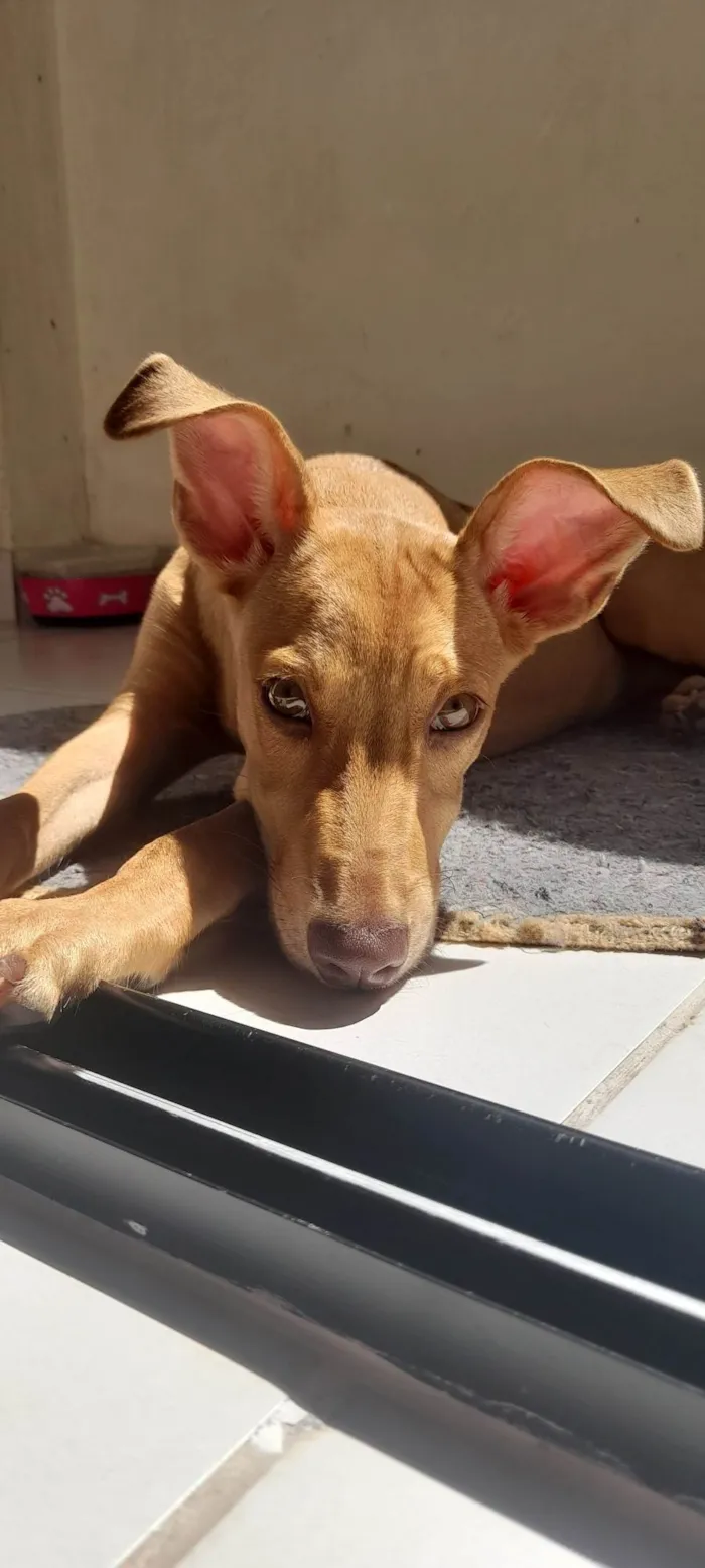 Cachorro ra a SRD-ViraLata idade 7 a 11 meses nome Amora