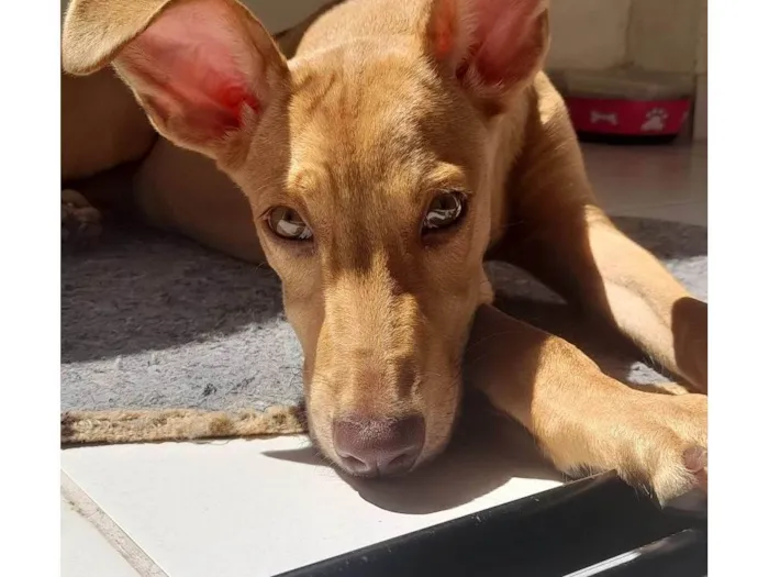 Cachorro ra a SRD-ViraLata idade 7 a 11 meses nome Amora