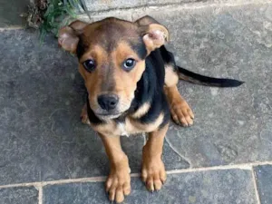 Cachorro raça SRD-ViraLata idade 2 a 6 meses nome Deixo para o novo dono 