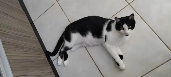 Gato ra a  idade 1 ano nome Frajola