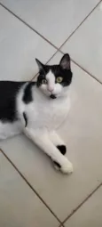 Frajola