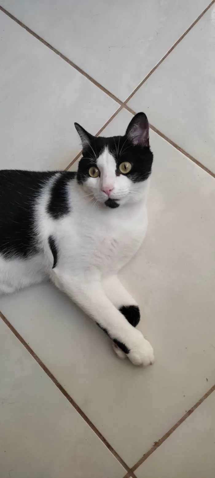 Gato ra a  idade 1 ano nome Frajola
