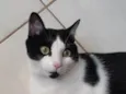Frajola