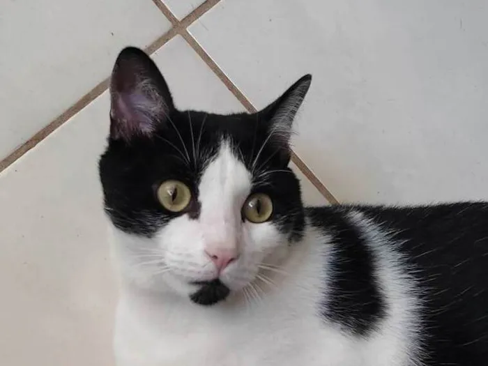 Gato ra a  idade 1 ano nome Frajola
