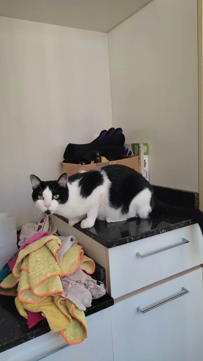 Gato ra a  idade 1 ano nome Frajola