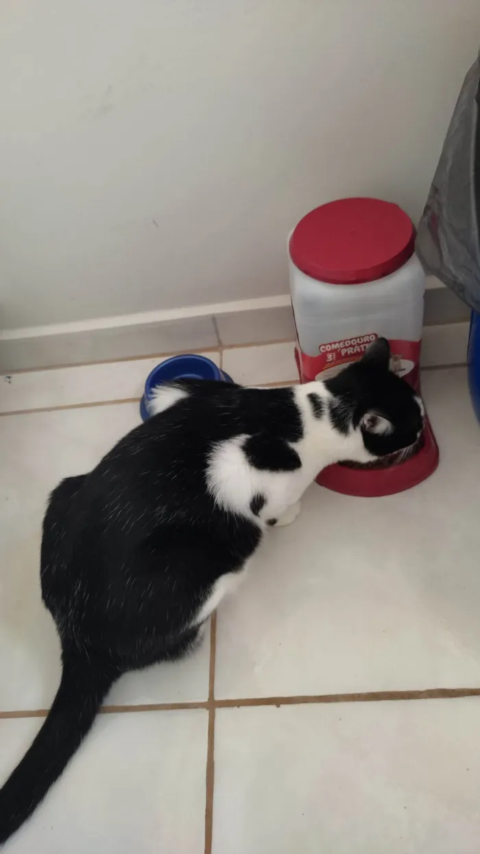 Gato ra a  idade 1 ano nome Frajola