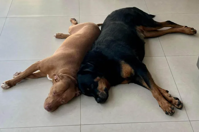 Cachorro ra a Rottweiler / Pitbull  idade 6 ou mais anos nome JADE/ARIEL